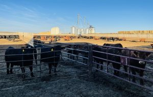 Sask. Cattle Prices mostly down: Cattle Market Update