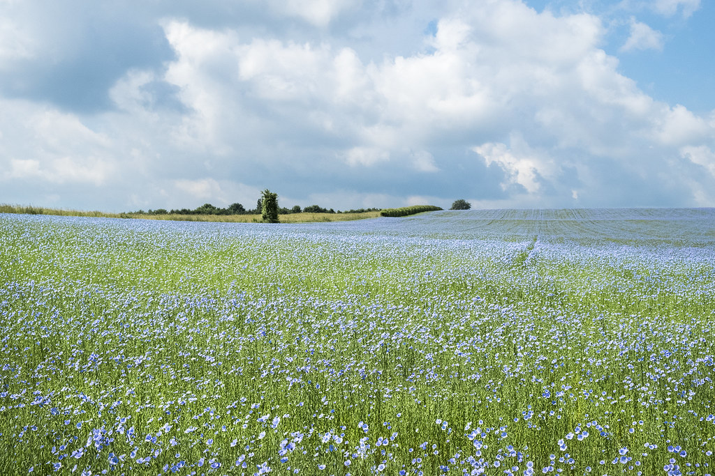 Saskatchewan-based Prairie Clean Energy wants producers’ flax straw