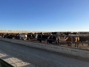 Feeder steer and heifer prices in Saskatchewan were mostly down last week: Cattle Market Update