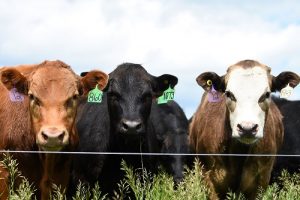 Sask. Cattle Prices increased compared to the previous week: Cattle Market Update