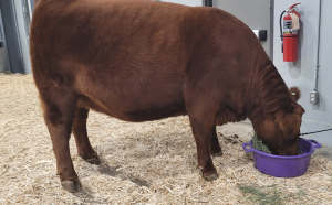 More feeder heifer prices reported by Canfax, but data for feeder steers are still limited