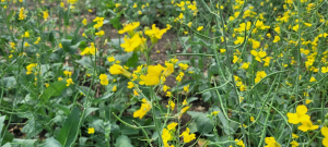 Canola production estimate lower than 2023: Stats Canada