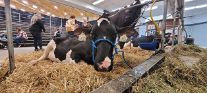 Saskatchewan dairy industry prepared in the event avian flu hits Canada
