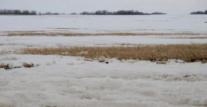 Environment Canada Meteorologist Terri Lang on “bazaar” January weather