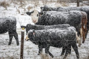 Sask. government freezes crown land grazing rates for 2024
