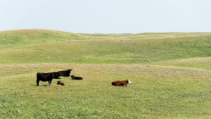 Saskatchewan Crown Land Grazing Rates Frozen for 2024