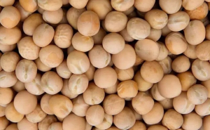 Research ongoing into “mystery” chickpea disease