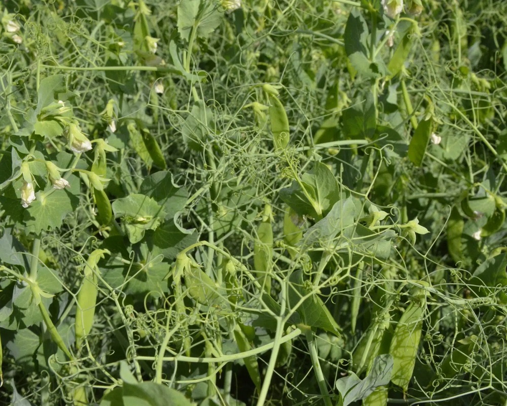 Harvest inching closer to 100 per cent complete