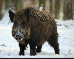 A wild pig’s worst nightmare: Pig Brig gaining traction internationally, including Canada