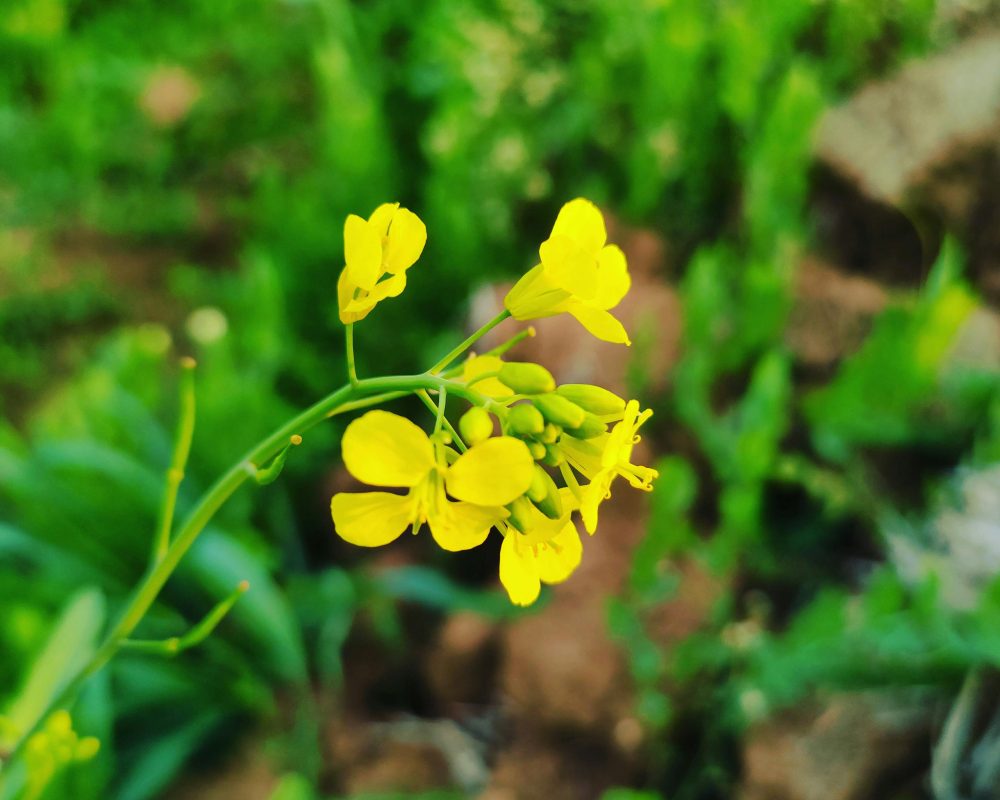 Photo of Blooming Mustard Flowers