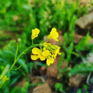 Photo of Blooming Mustard Flowers