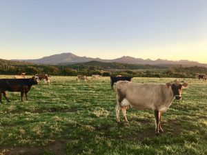 Photography of Cows On Green Field