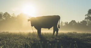 Cow Standing on Grass Field