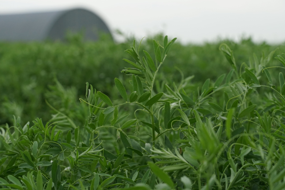 Some regions need warm, drier weather to help crops develop