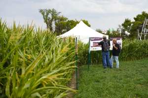 Crop Yields Expected to Rebound as Moisture Returns to the Prairies