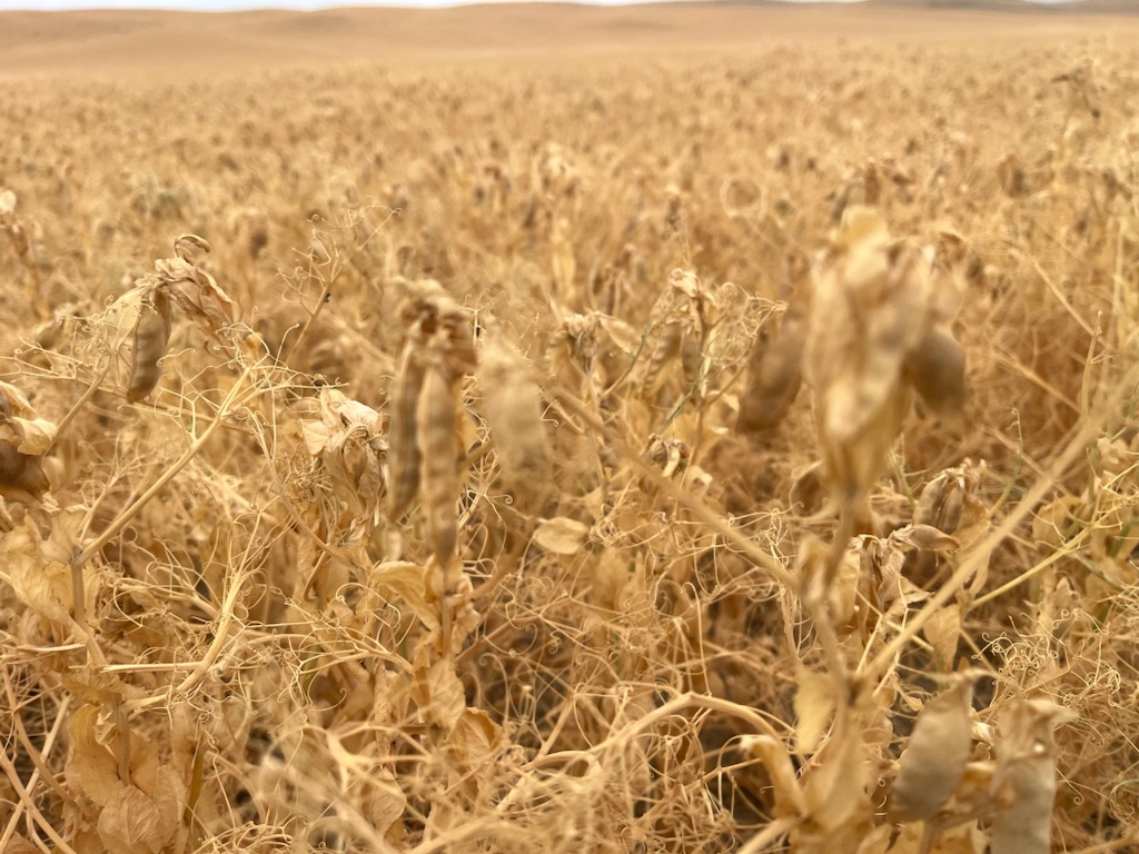 Harvest “coming fast” or underway in some areas of the province