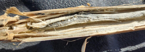 Farmers encouraged to check their fields for verticillium stripe