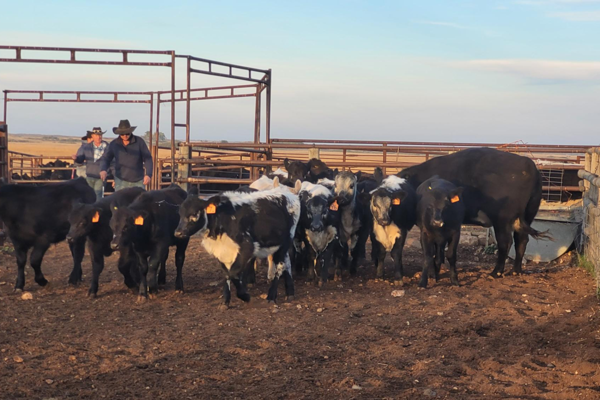 620 CKRM Ranch Roundup – Wilner/Elbow Community Pasture