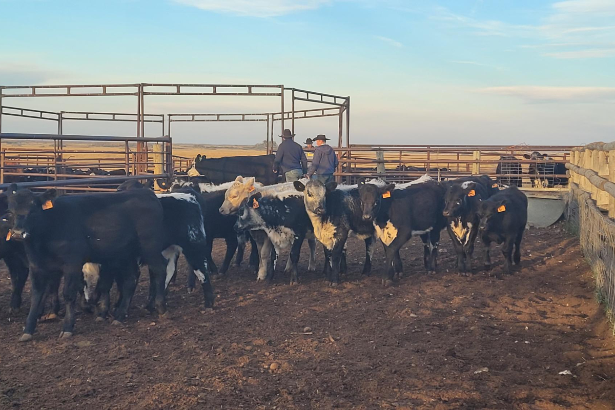 Cattle prices down to start October: Cattle Market Update