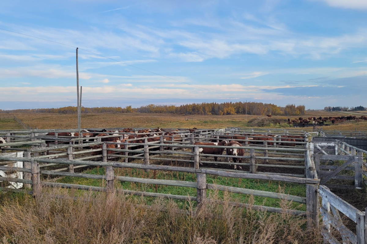 620 CKRM Ranch Roundup – Garry Community Pasture