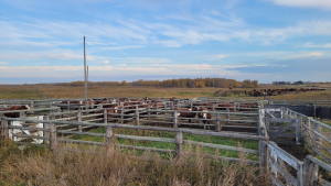 Cattle prices maintain high level in the last Cattle Market Update of January