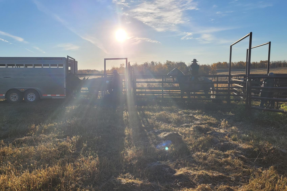 620 CKRM Ranch Roundup – Insinger Community Pasture