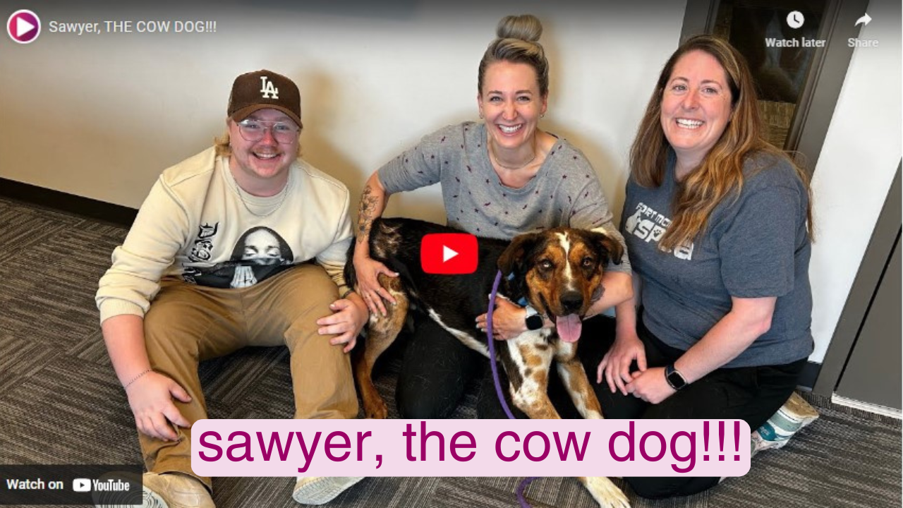 Sawyer, THE COW DOG!!!