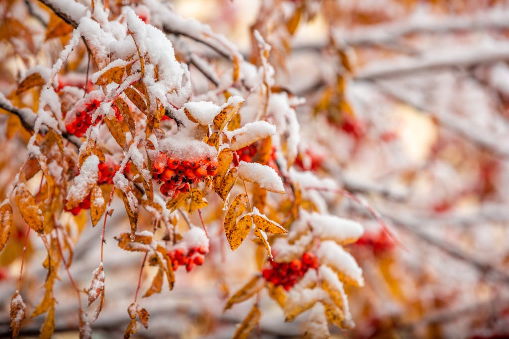 First Snowfall hits Calgary!