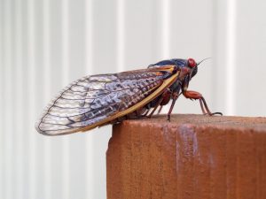 Cicadas Contracting STD That Transforms Them Into Hypersexual ‘Zombies’