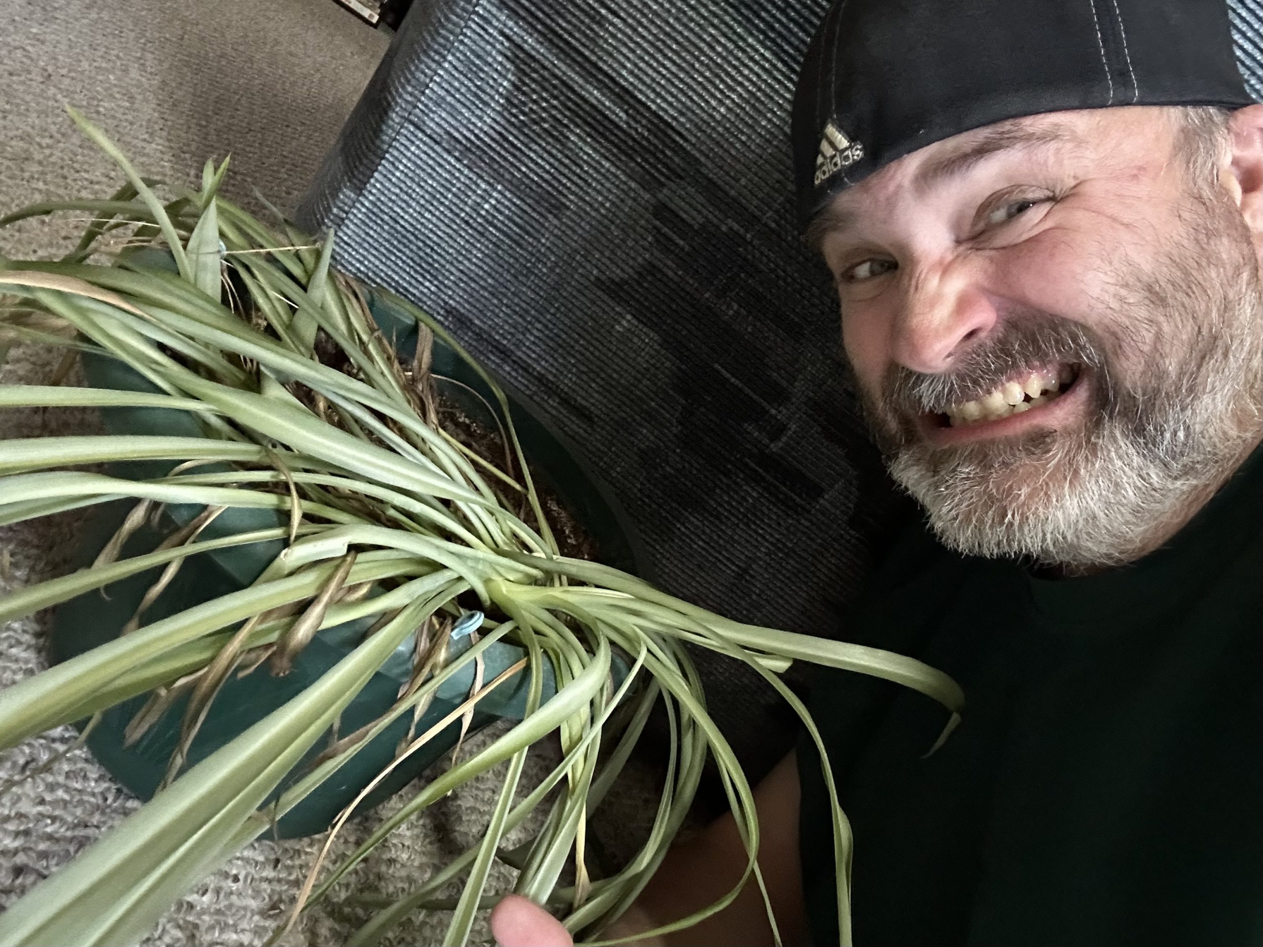 Reader’s update on Boris the Spider Plant!