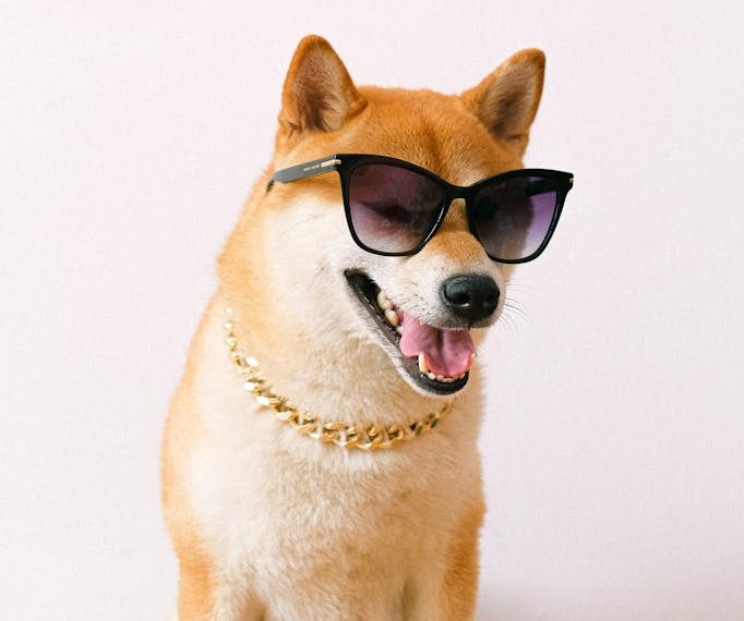 Brown and White Short Coated Dog Wearing Black Sunglasses