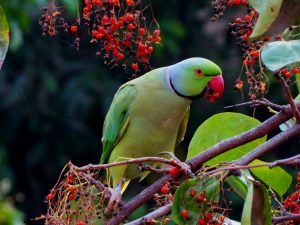 TikTok-Famous Parrot Breaks World Record forIdentifying Objects