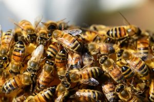 “Bees Swarm Firefighters Battling Blazing California Wildfire”