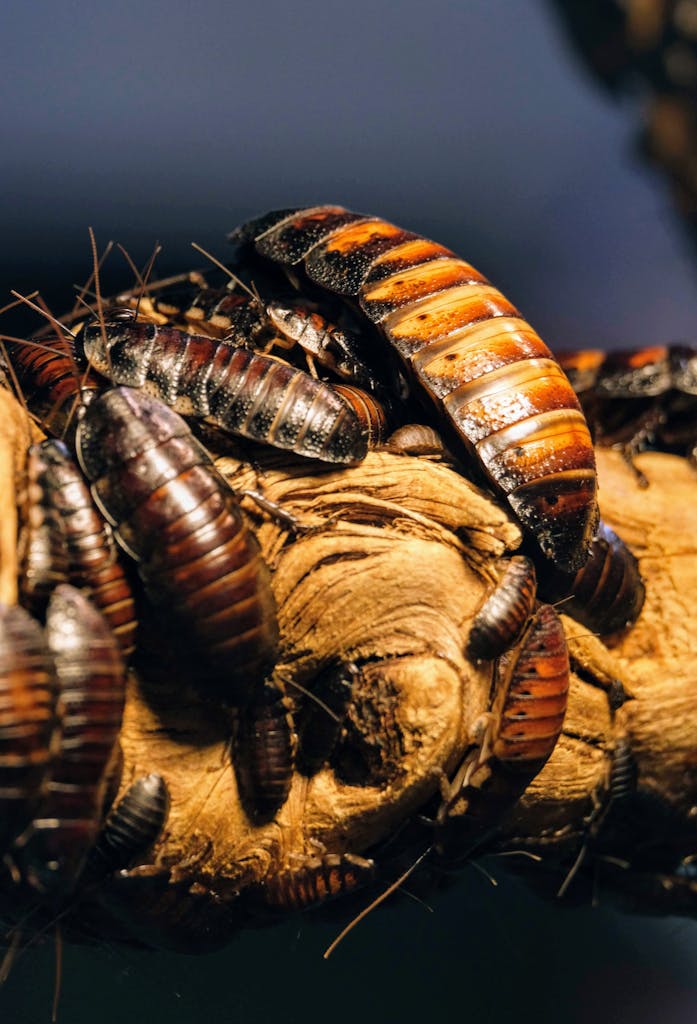 Man’s Indigestion Mystery Solved: Doctors Find Live Cockroach in His Intestines!