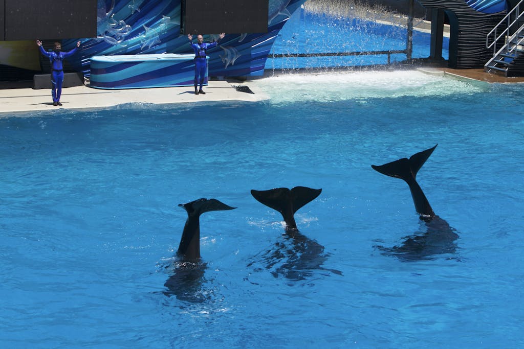 Orca Makes a Splash: Showers SeaWorld San Antonio Crowd with Poop!