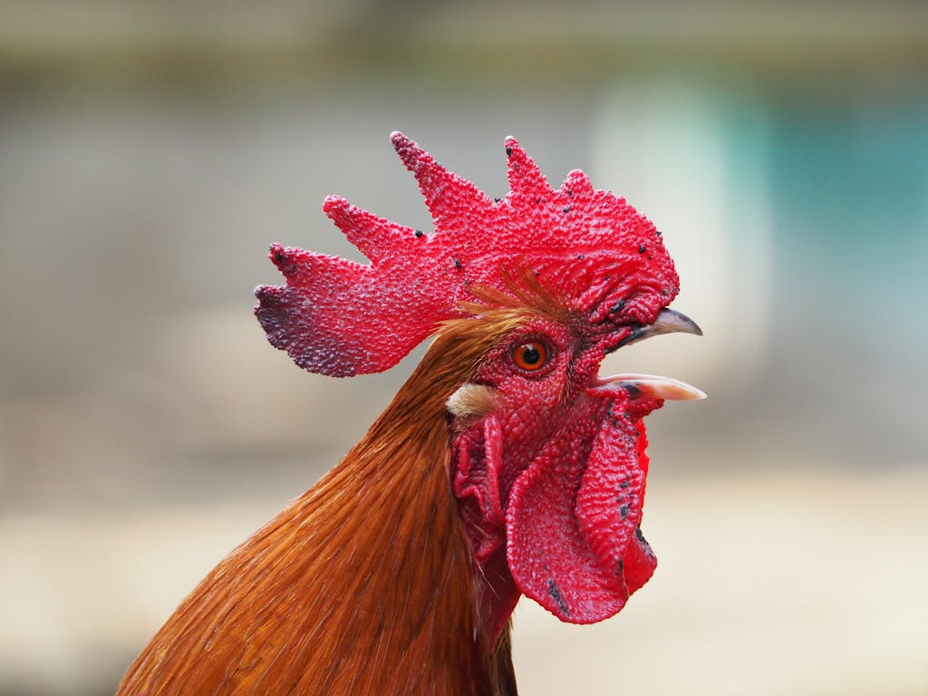 French Couple Sued by Neighbor Over Rooster’s Rowdy Crowing