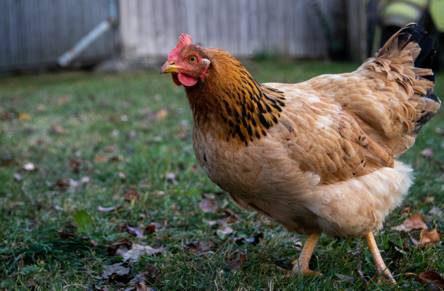 ‘Alleged’ Colonel Sanders comments on World’s Oldest Chicken