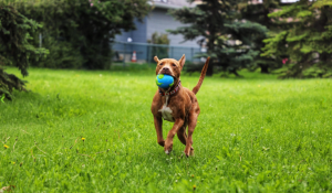 Doggo Block Party Coming to YYC