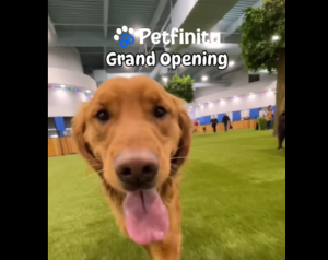 Dog ‘Amusement Park’ Petfinity Now Open in Calgary