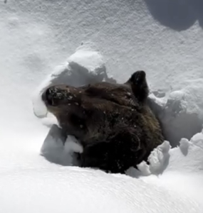 This Video of Boo the Bear Waking Up is Incredible