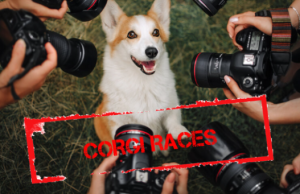 Corgi, Doodle, & Wiener Dog Races Coming to Calgary this Summer