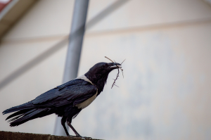 #TheLOCKERROOM | THE GRANT REPORT | Apparently birds are no longer afraid of humans…