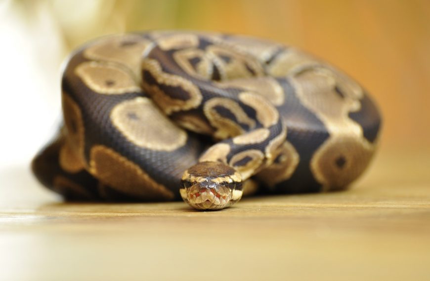 Chicken, Beef, or… Python?