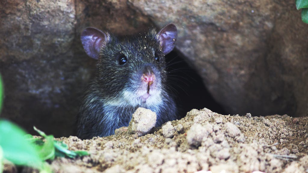 Flight Diverted After Passenger Discovers Live Mouse in In-Flight Meal