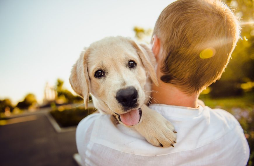 The NHL Is Hosting The First Ever ‘Stanley Pup’ Competition