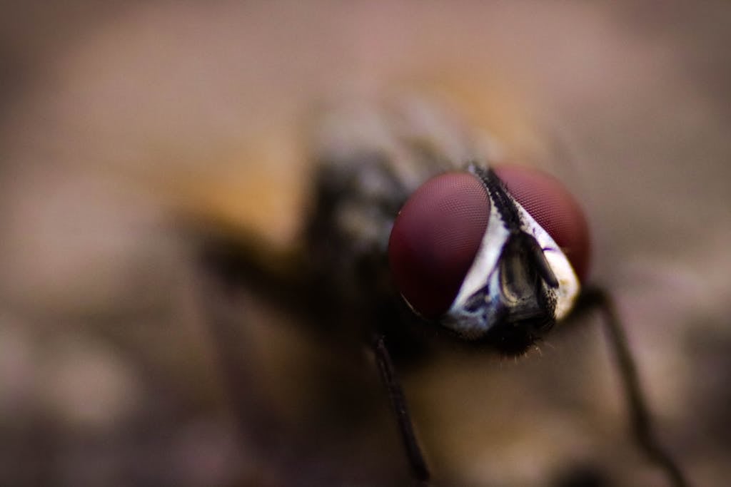 Close-up Photography of Fly